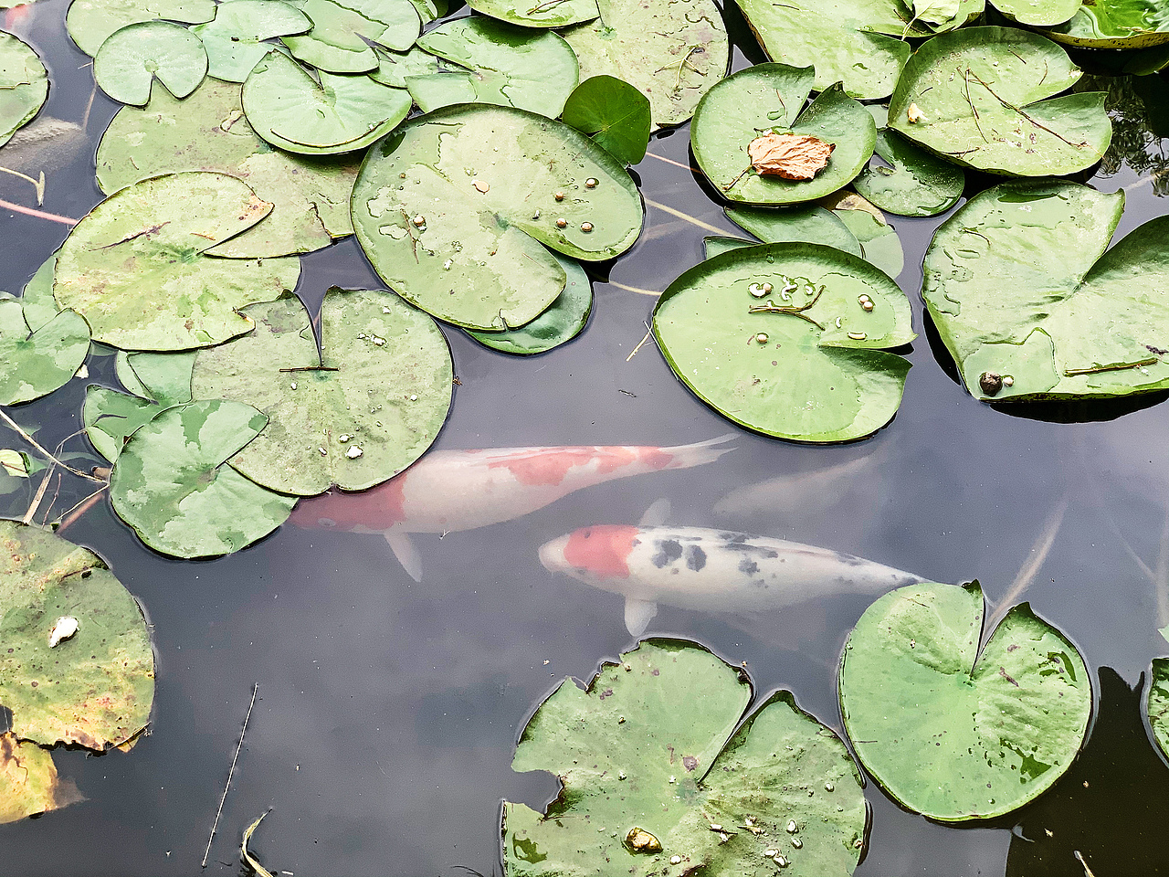 手机摄影（图ZMjcwNTI5NzUy） - 产品摄影 - 站酷设计师流夜的原创素材 - 站酷ZCOOL