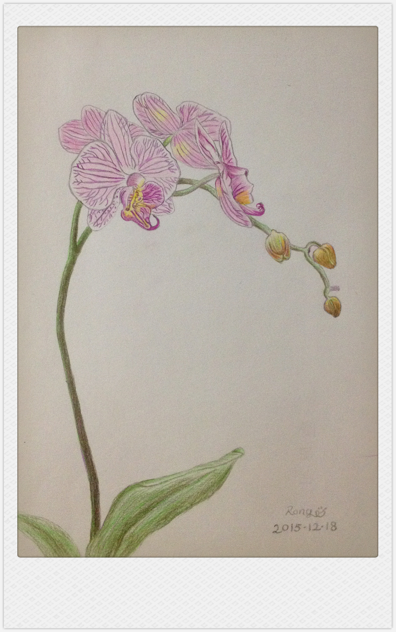 临摹 飞乐鸟 《花之绘》蝴蝶结