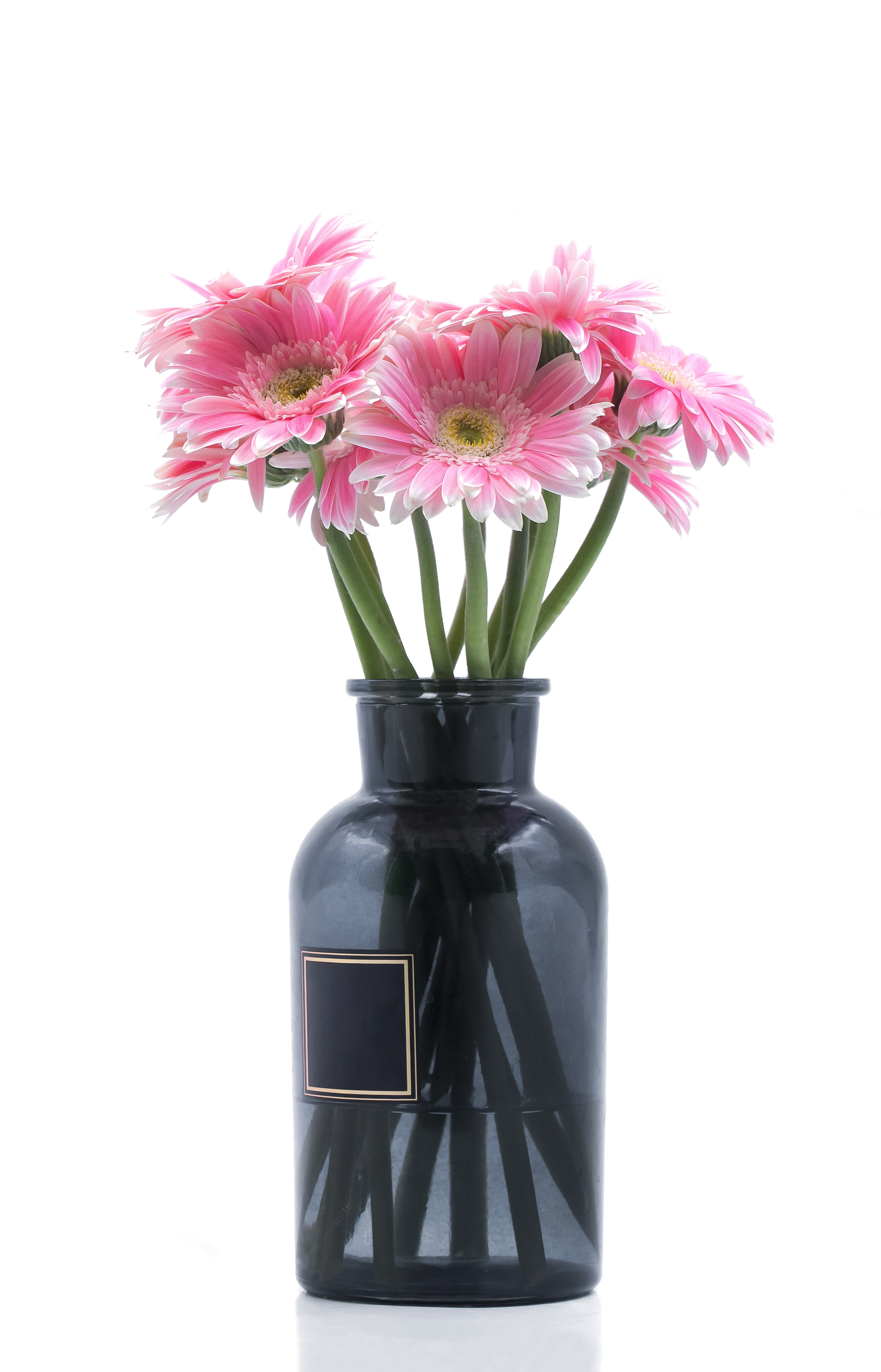 静物花卉 非洲菊