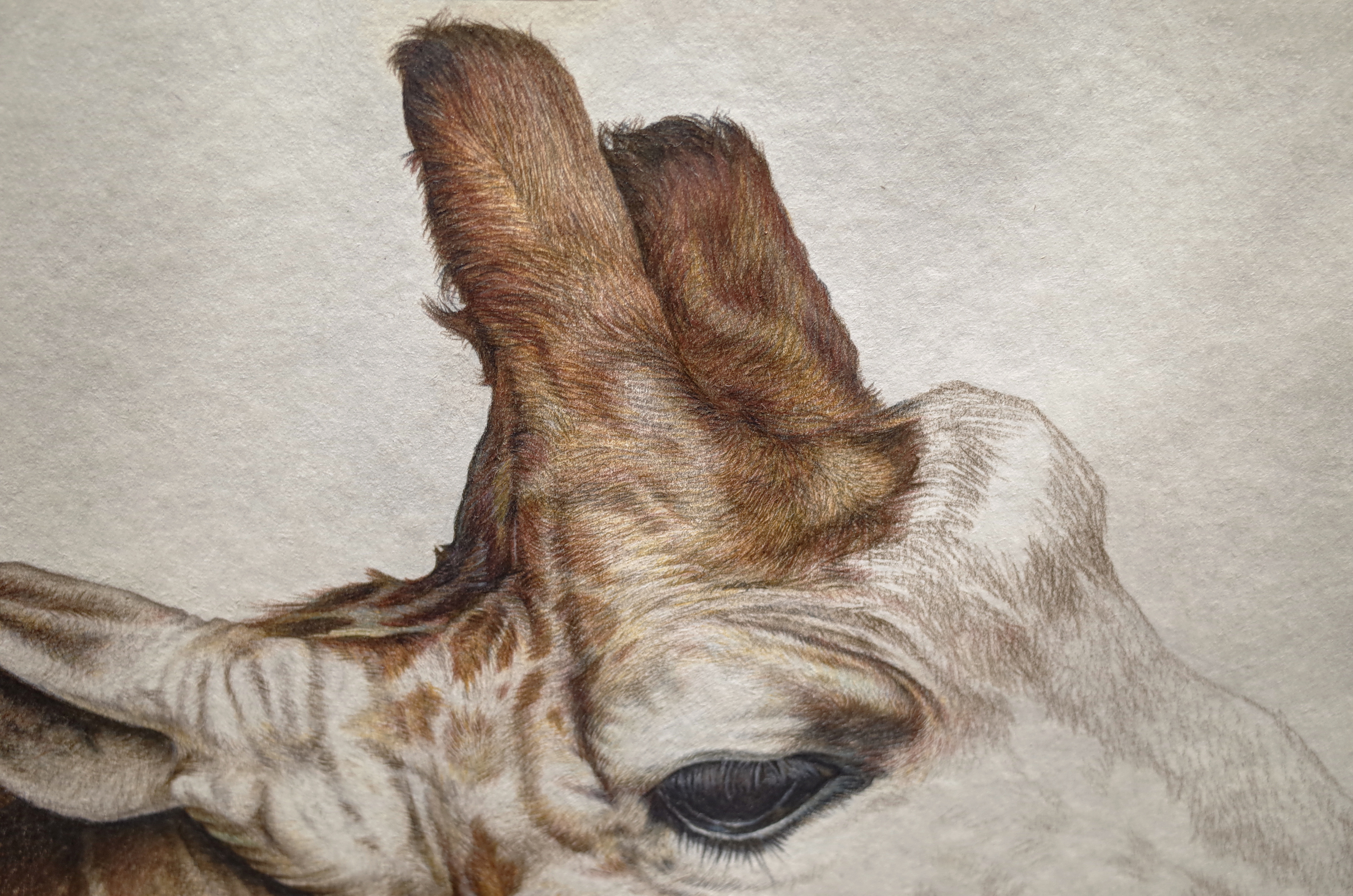 手绘彩铅长颈鹿