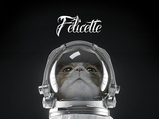 【从流浪猫到宇航员 | Félicette】
