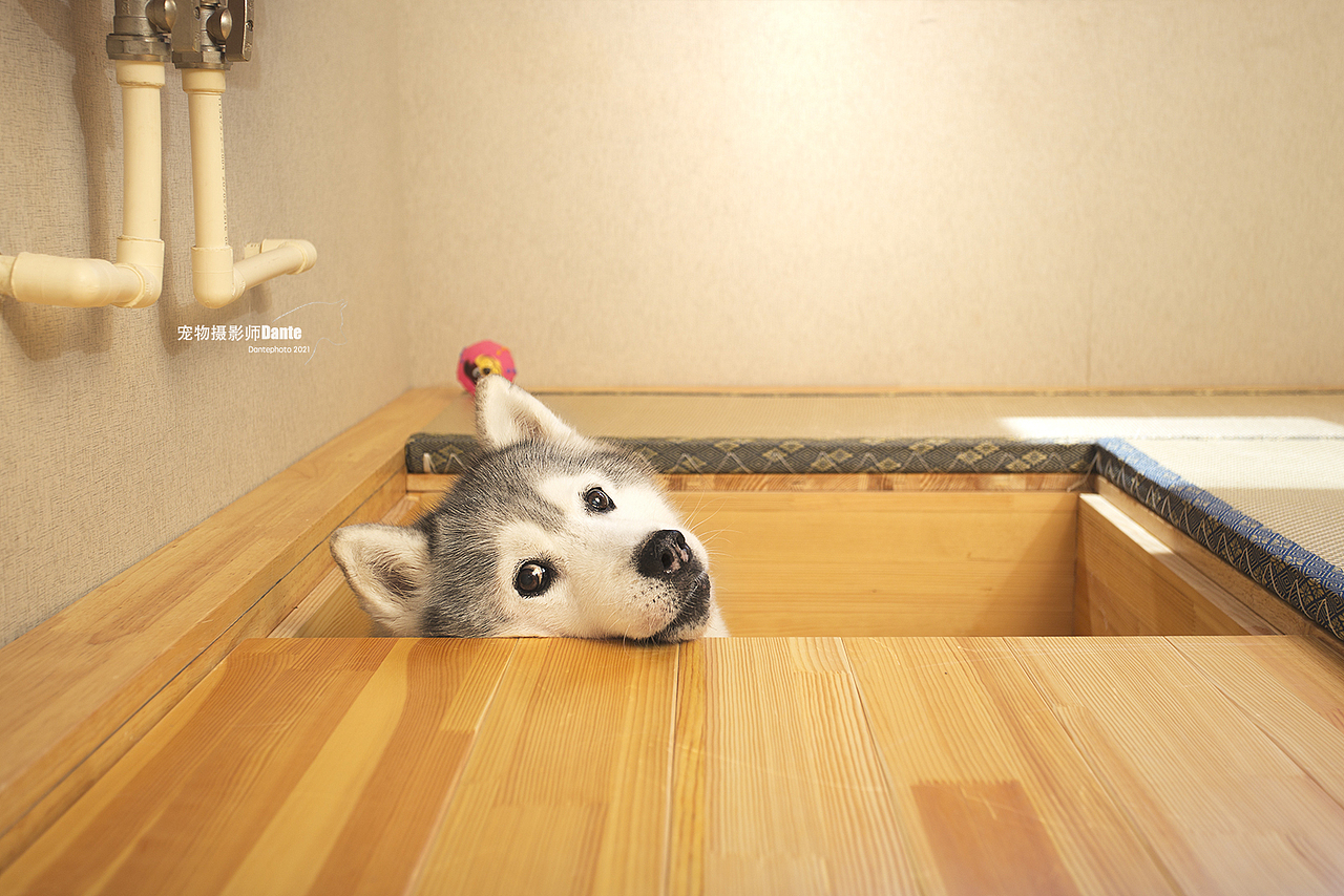 Dante宠物摄影上门拍摄