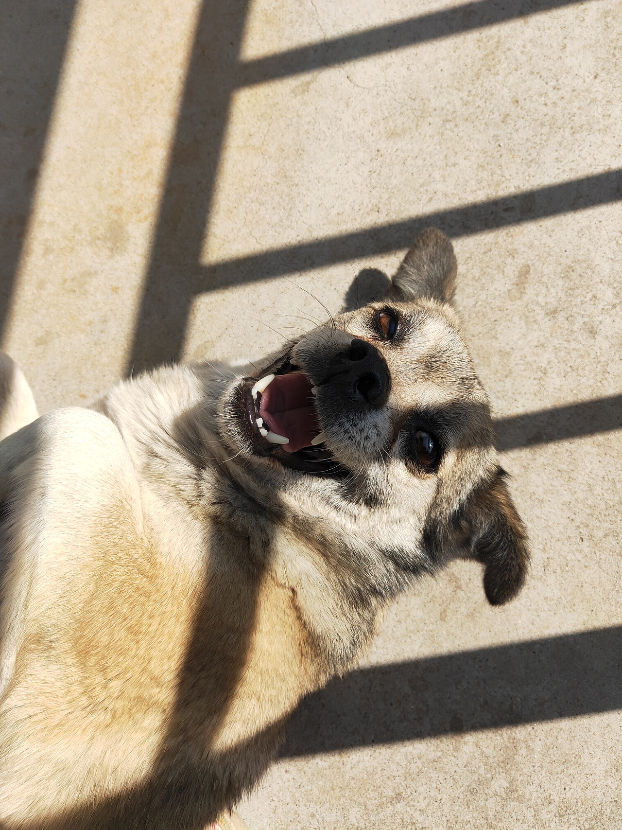 我的老 bady,越老越爱撒娇（图ZMzEyODcyNzY4） - 宠物摄影 - 站酷设计师步舞挣耶原创素材 - 站酷ZCOOL