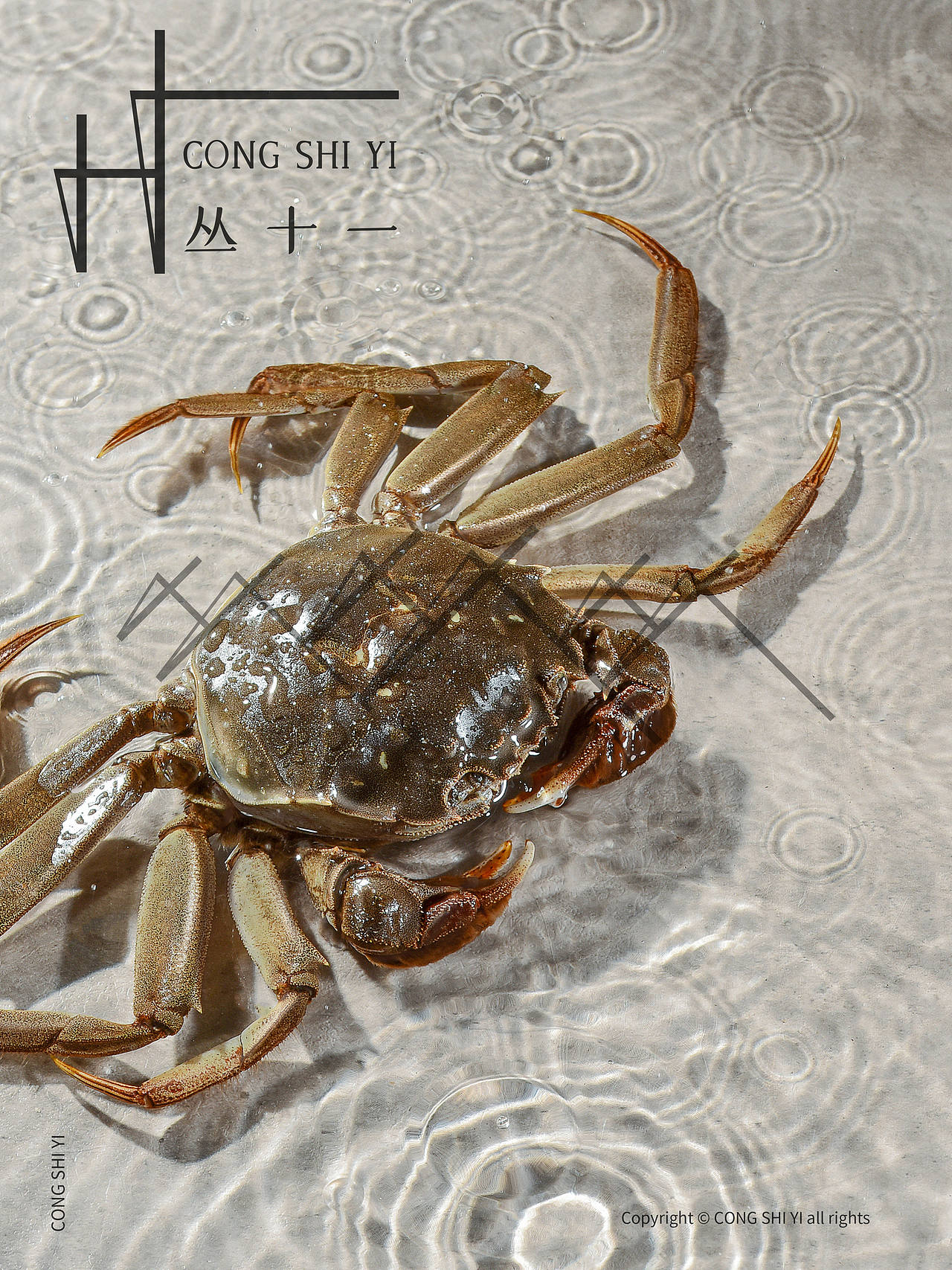 大闸蟹（图ZMzIwOTY1MzQ0） - 美食摄影 - 站酷设计师丛食广告摄影原创素材 - 站酷ZCOOL