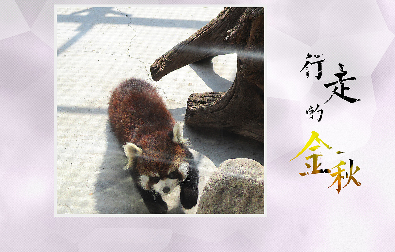 行走的金秋（图ZMTEzMTM4NzY4） - 宠物摄影 - 站酷设计师绿兮依原创素材 - 站酷ZCOOL