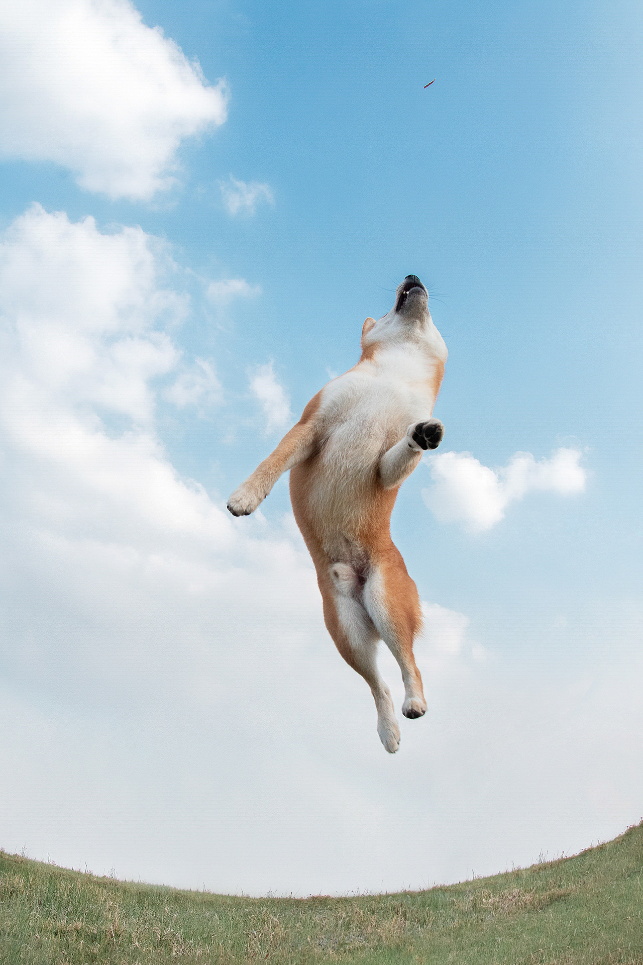 这个柴犬真好帅【均木纪实宠物摄影】