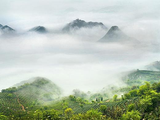 信阳茶乡