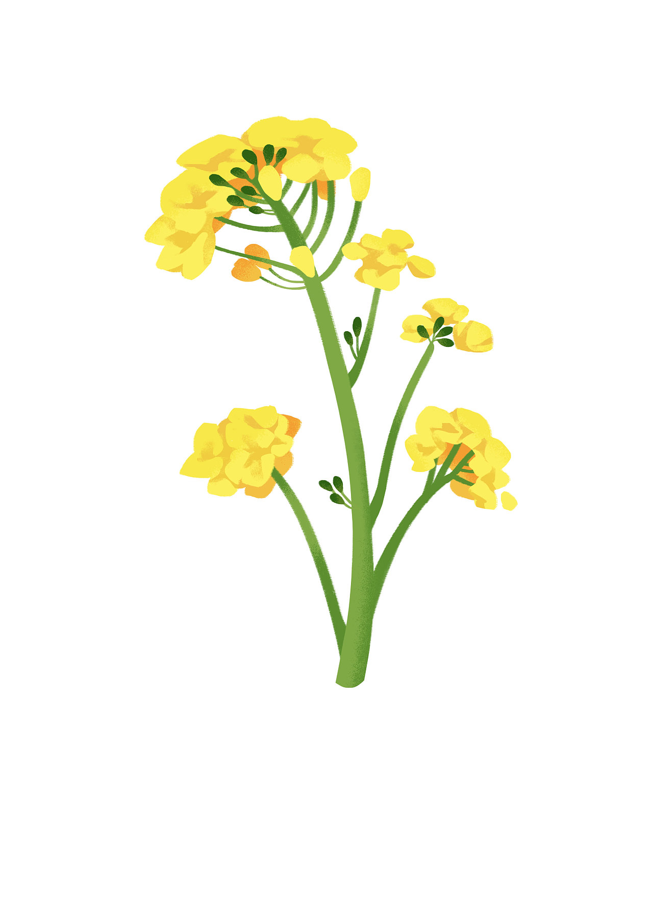 不定时的习作和工作图记录|插画|商业插画|煎饼多放葱花香菜 - 原创