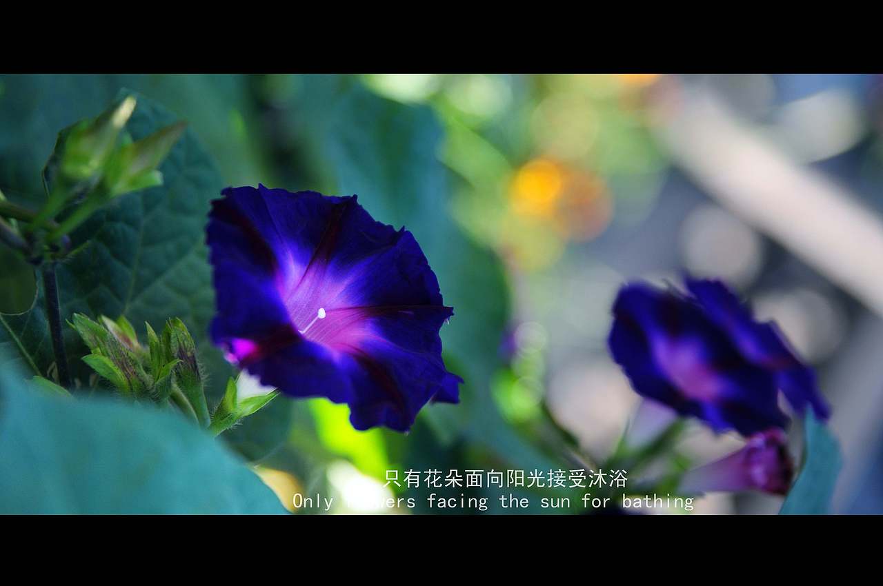 平遥电影[中英双字]720P蓝光压制（图ZNjkwNTY2NA==） - 环境/建筑摄影 - 站酷设计师yyy70751140原创素材 - 站酷ZCOOL