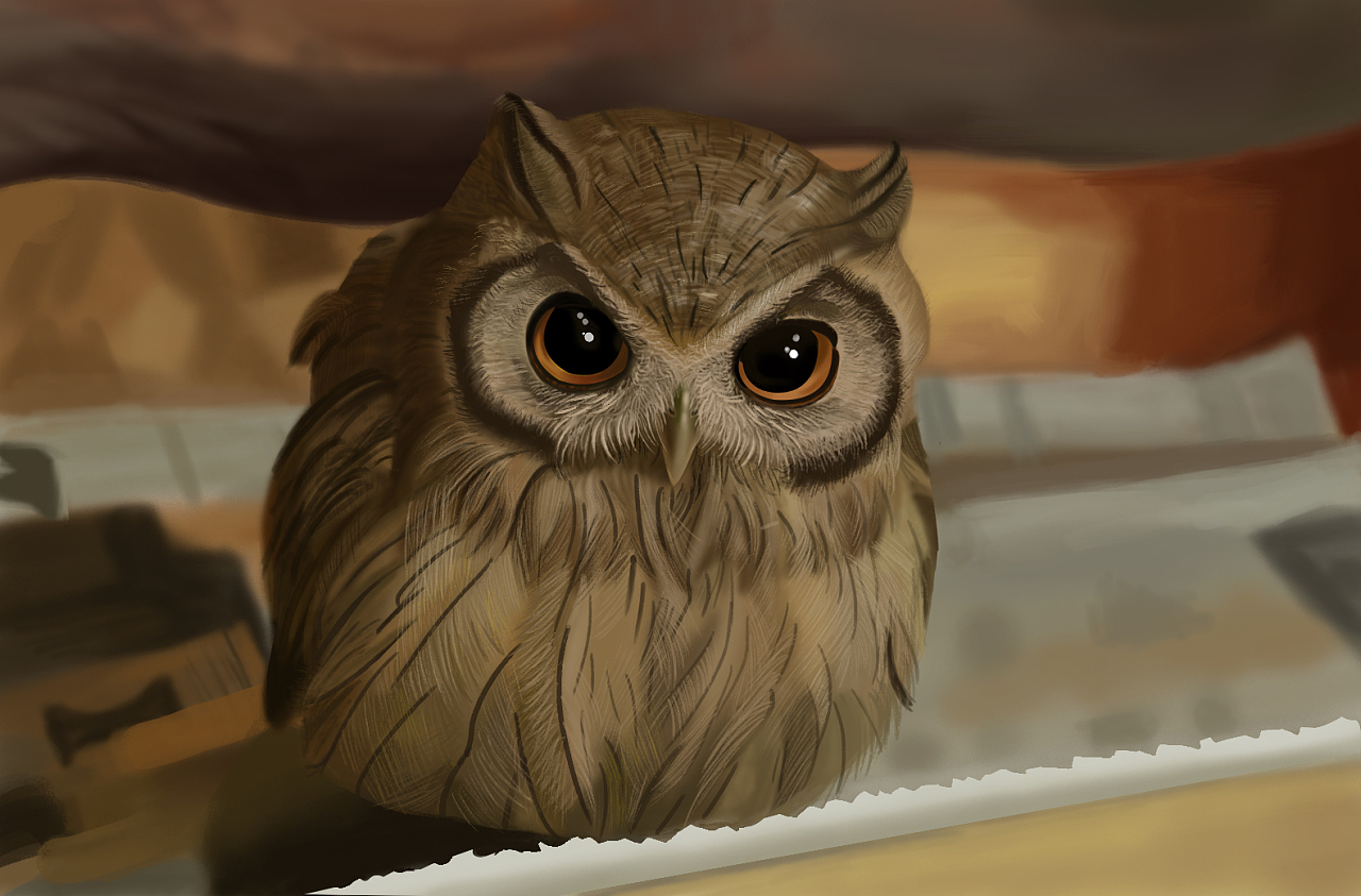 Cute little owl to sleep Wallpaper | 1440x900 resolution wallpaper ...