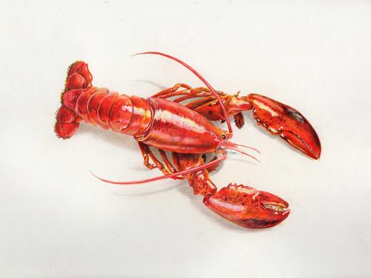 彩铅 口味虾/小龙虾