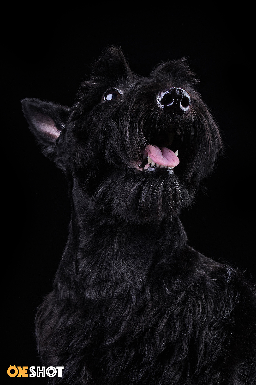 一些宠物棚拍肖像