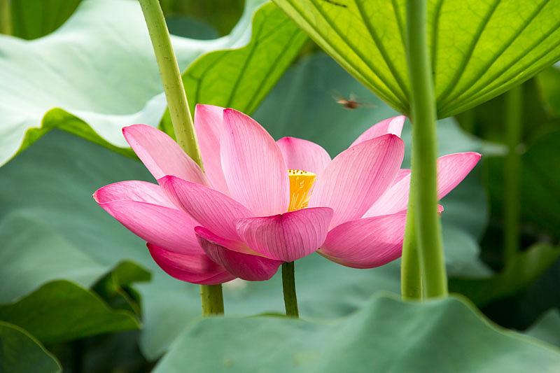 荷花——古猗园