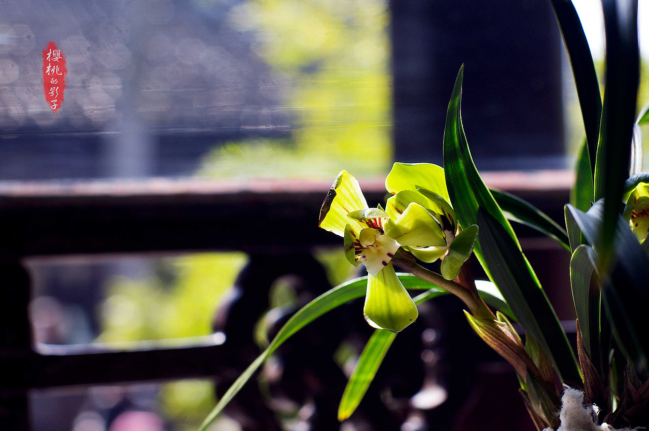 一花一世界 一草一菩提