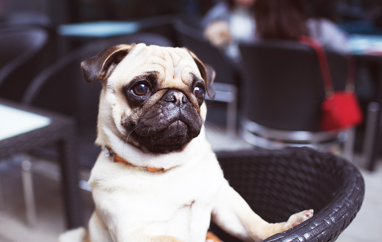 和尼尼一起度过的午后时光（图ZNjk2MzU1MDA=） - 人像摄影 - 站酷设计师_呼叫派大星原创素材 - 站酷ZCOOL