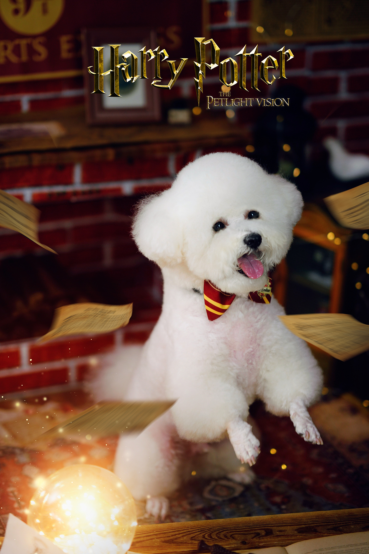 宠爱拾光宠物摄影 比熊 扑克牌 哈利波特主题（图ZMjU1Mzg0MDky） - 宠物摄影 - 站酷设计师petlight原创素材 - 站酷ZCOOL