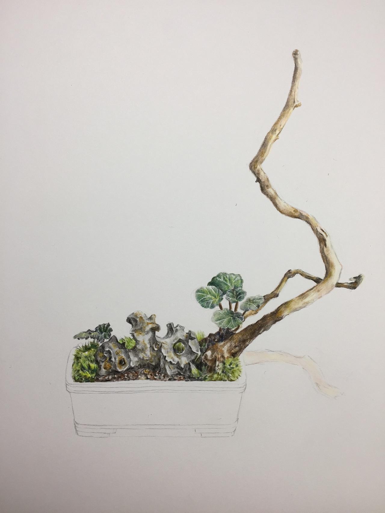 彩铅微景观盆景