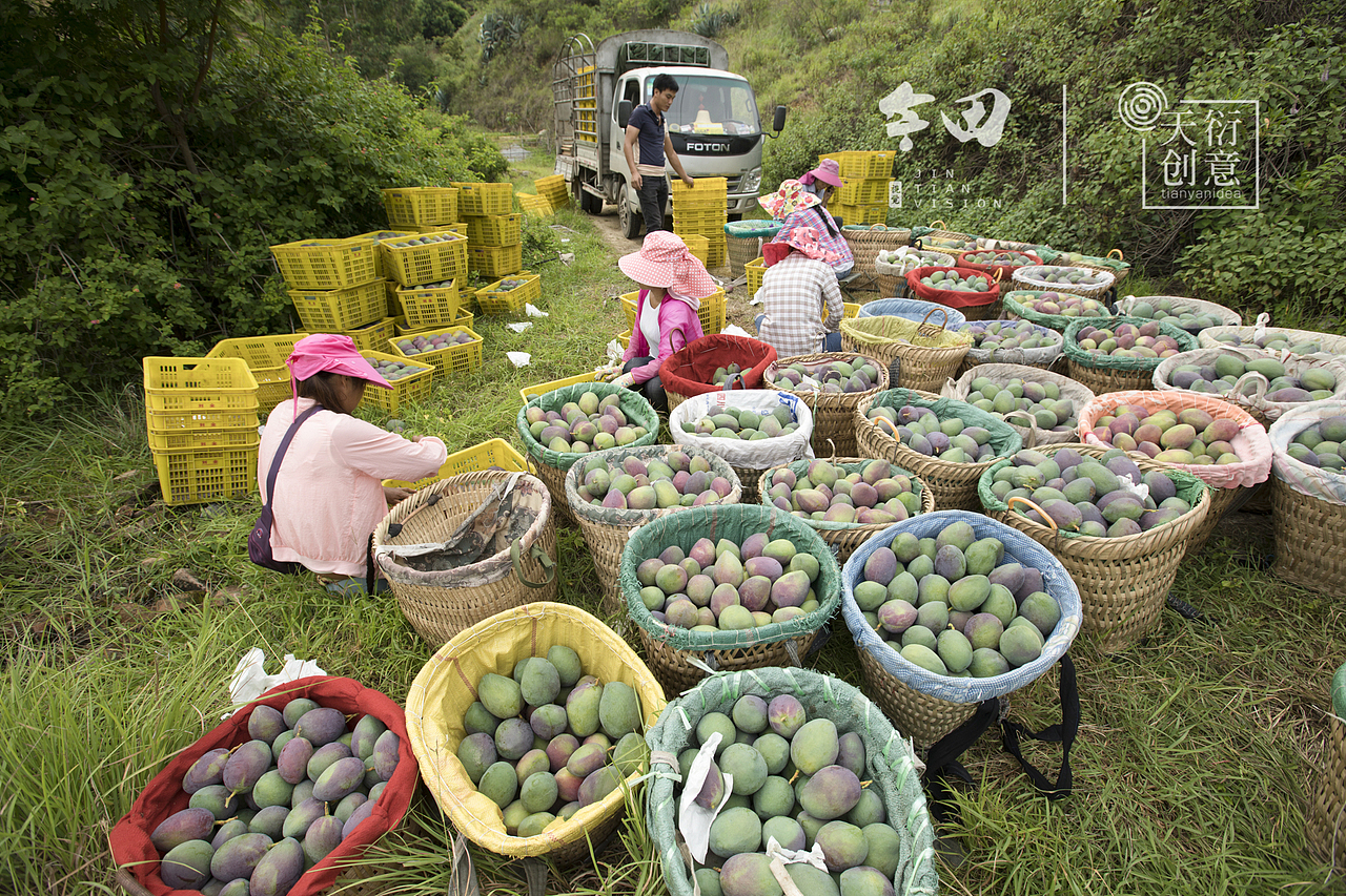 攀枝花的芒果熟了（图ZMTIzNTkxMTQ0） - 产品摄影 - 站酷设计师天衍创意原创素材 - 站酷ZCOOL