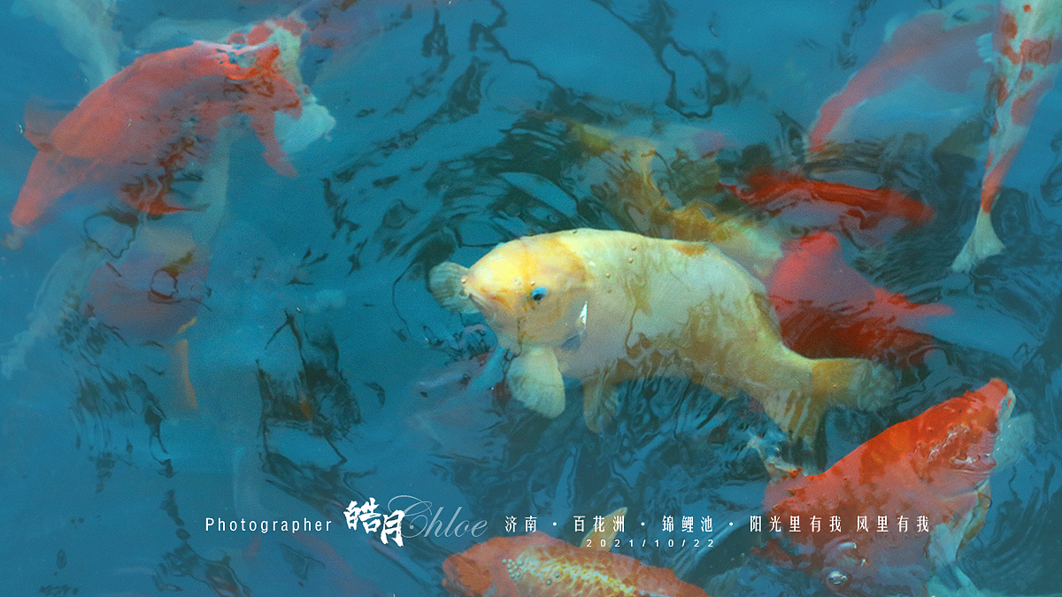 「皓月Chloe」济南·百花洲·锦鲤池·阳光里有我风里有我