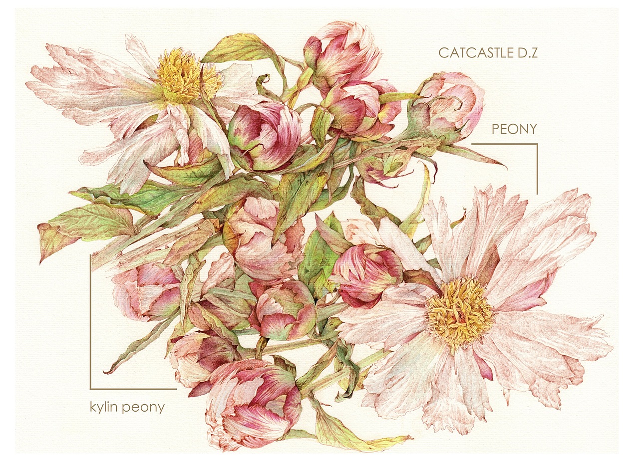 蘸水逆针管笔|麒麟丸芍药(图ZMzcxNzg0MDk2) - 艺术插画 - 站酷设计师CatCastleDZ原创素材 - 站酷ZCOOL