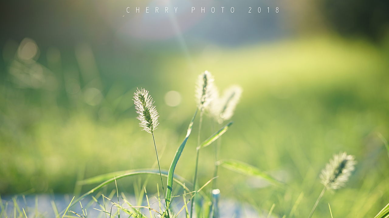 秋日，不负阳光（图ZMTMxMDkyNjQ4） - 产品摄影 - 站酷设计师车厘子姑娘原创素材 - 站酷ZCOOL