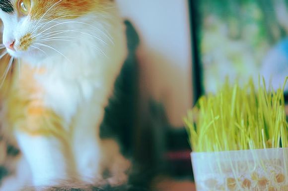 小起最爱的猫草,总是被她视作珍宝~