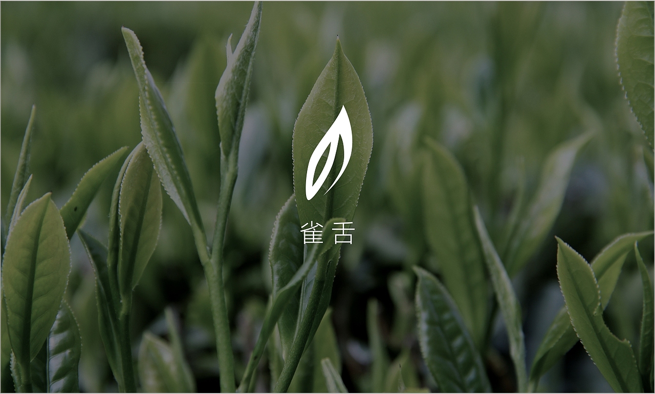 巴山雀舌茶叶包装与logo设计
