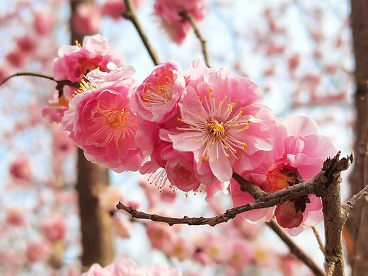 大光圈-花