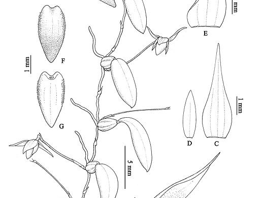 新种-Bulbophyllum nematocaulon