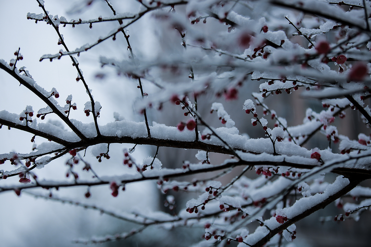 三月未至（图ZMjg4ODgyOTEy） - 风光摄影 - 站酷设计师莫言默原创素材 - 站酷ZCOOL