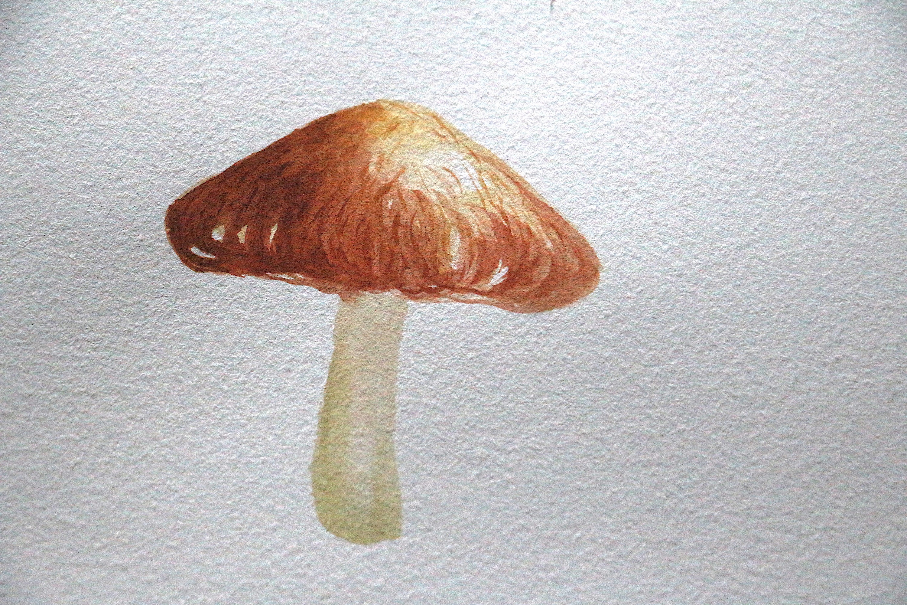 色彩香菇画法图片