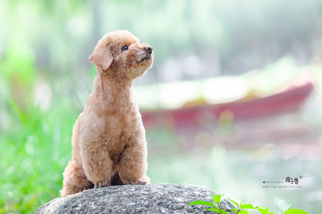 「兰州站」泰迪