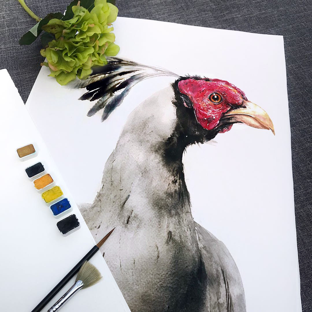 花奴百鸟图绘No.45 鸡（图ZMTQ3NTY4ODQ4） - 绘画 - 站酷设计师huanuart原创素材 - 站酷ZCOOL