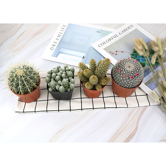 仙人掌-绿植-植物（图ZMTQyNzk1ODQ0） - 产品摄影 - 站酷设计师糖少爷原创素材 - 站酷ZCOOL