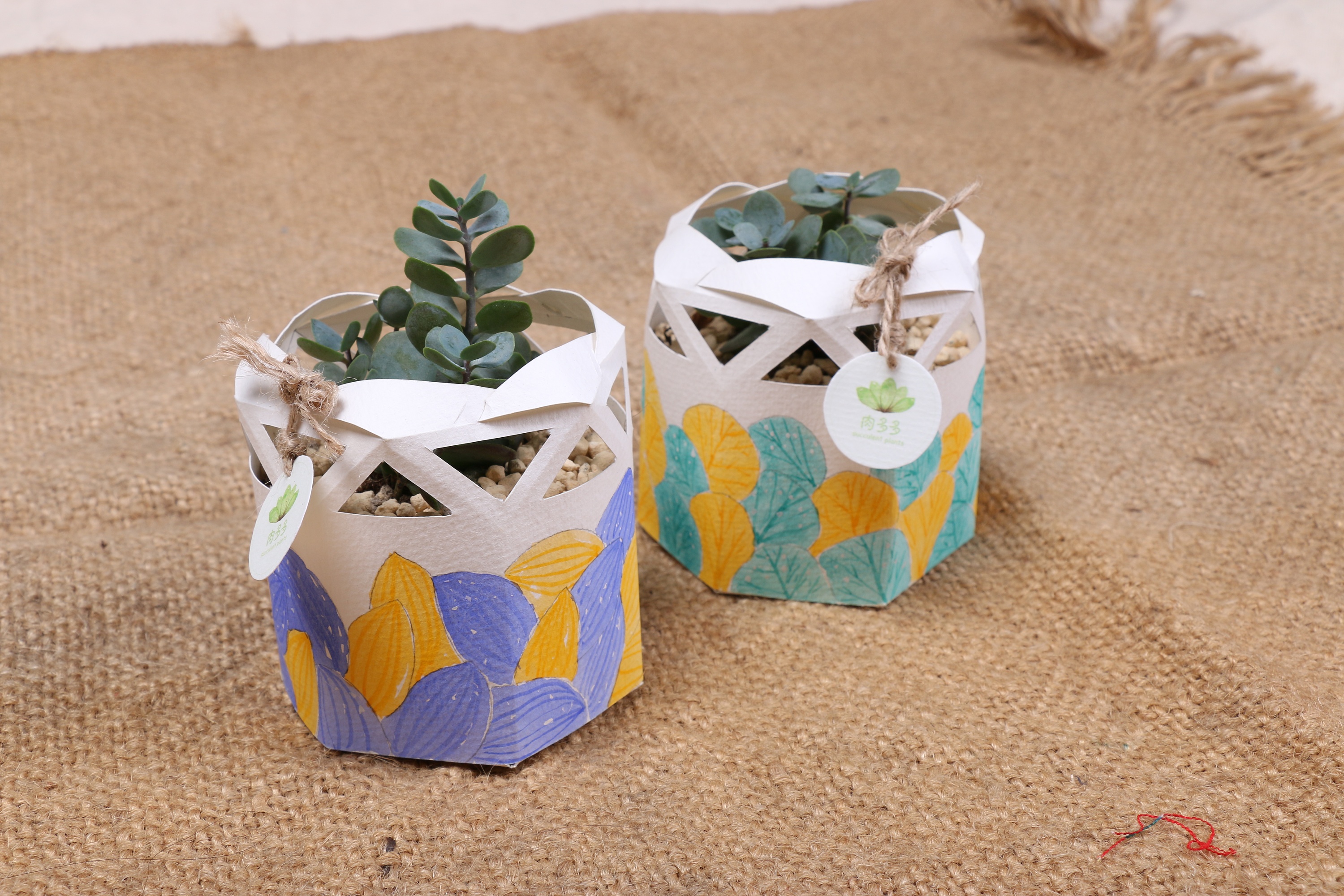 纯手绘多肉植物包装|平面|包装|prince叶 - 原创作品 - 站酷 (zcool)