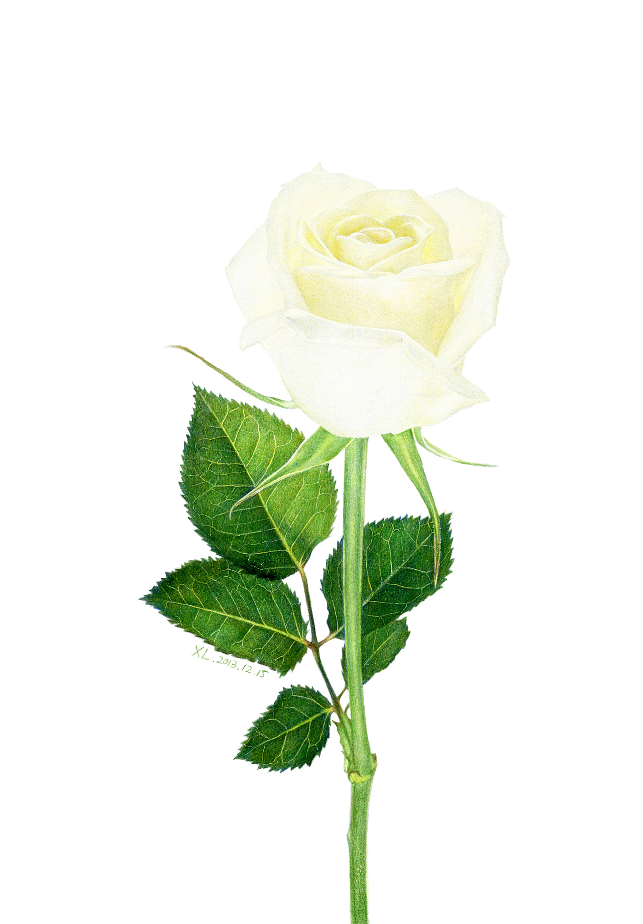 油性彩铅-《白玫瑰》-xl