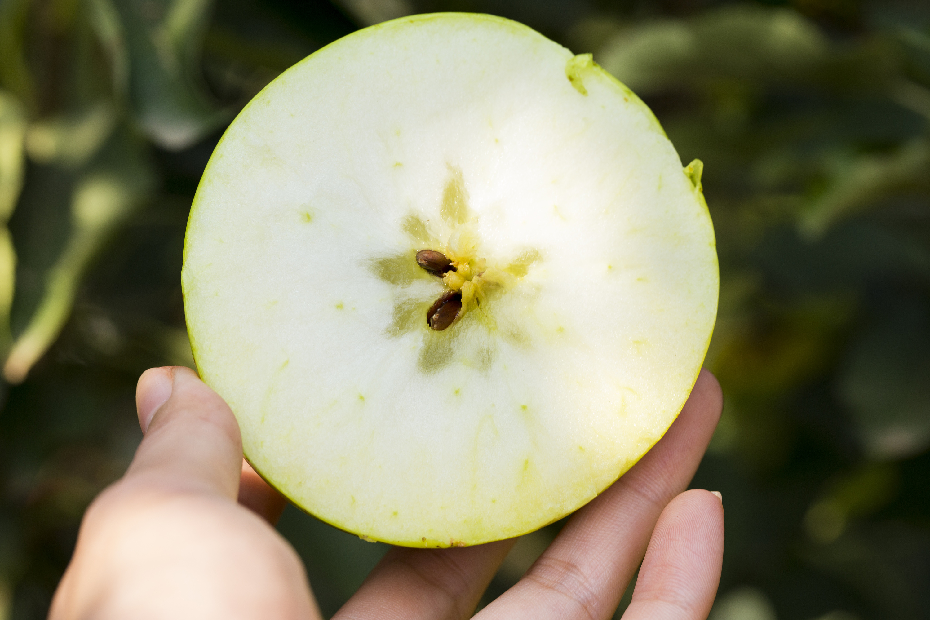 什么苹果面甜不酸呢,发面的苹果是什么品种,酸苹果_大山谷图库