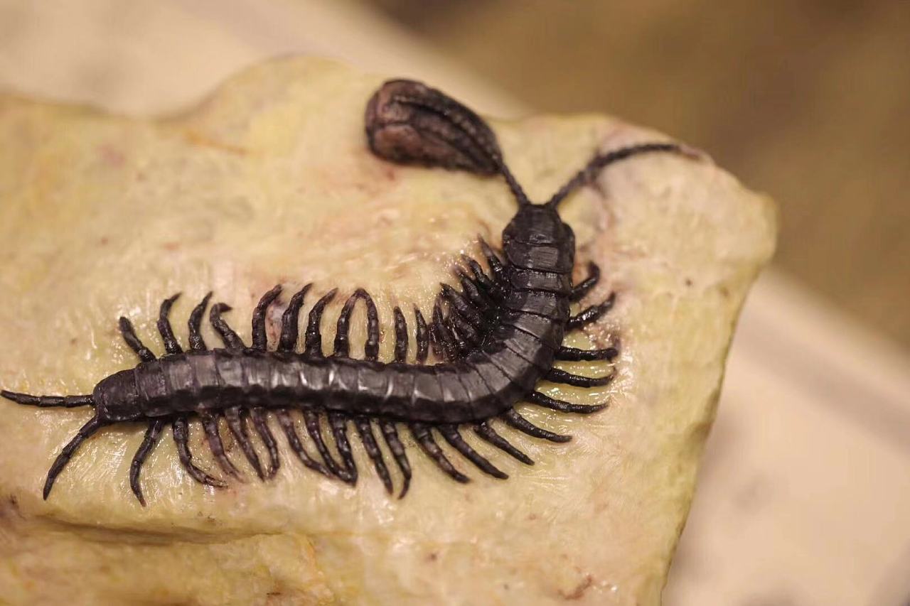 秋坞居茶宠手把件和田玉昌化石山秀园石寿山蜈蚣石雕