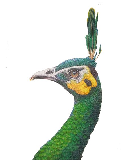 绿孔雀