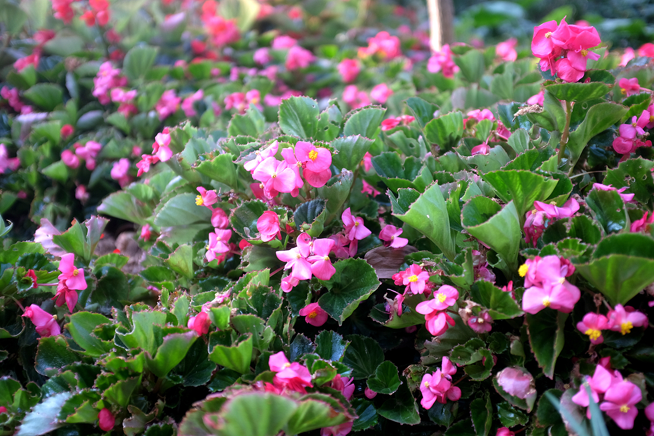 翠竹公园（图ZMTg3OTE1MzIw） - 人文/纪实摄影 - 站酷设计师风流阿k原创素材 - 站酷ZCOOL