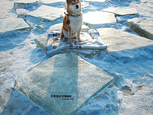 哈尔滨网红打卡点拍摄的柴犬