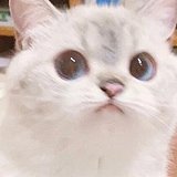 米修米的头像