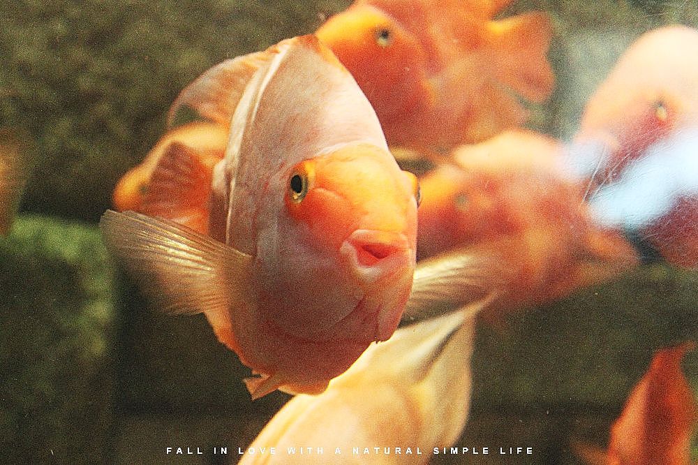 北京海洋馆（图ZMTM0MTE3MDQ=） - 宠物摄影 - 站酷设计师mk1045396124原创素材 - 站酷ZCOOL