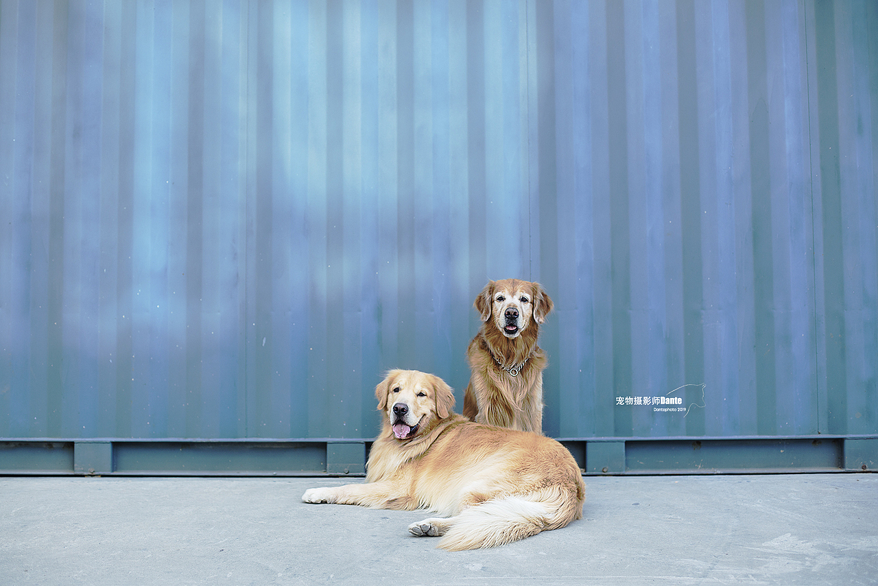 宠物摄影师dante