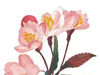 花語（個人主頁-ZMjg1NzQ3NTI=） - 商業(yè)插畫 - 站酷設(shè)計師十二南原創(chuàng)素材 - 站酷ZCOOL