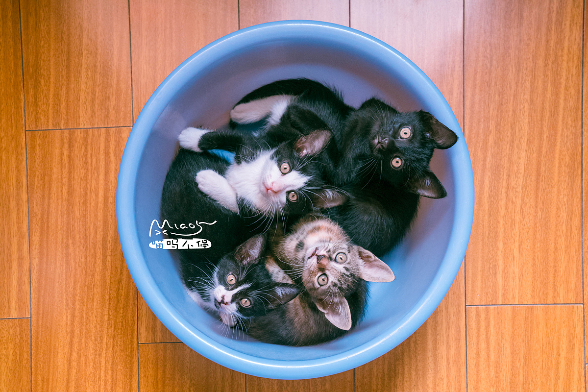 朋友家收养的奶猫们毕业啦（图ZOTAyMTAzNjQ=） - 宠物摄影 - 站酷设计师喵呜不停原创素材 - 站酷ZCOOL