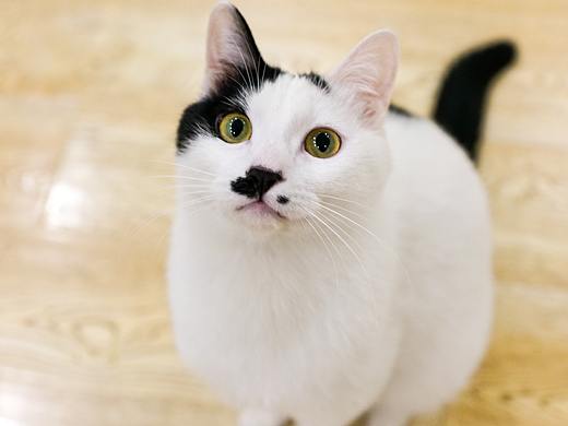 小猫咪