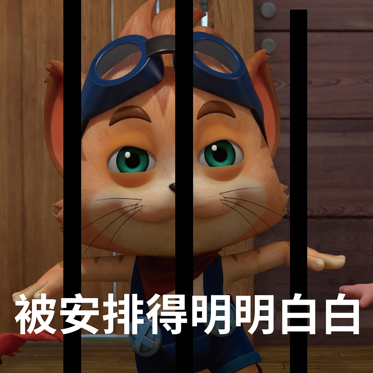 探探猫表情包行别说了被安排得明明白白的