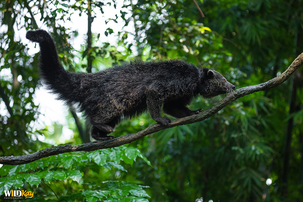 《生命和爱365》合集 I（图ZMTg0NTAwNjgw） - 宠物摄影 - 站酷设计师WildKay原创素材 - 站酷ZCOOL