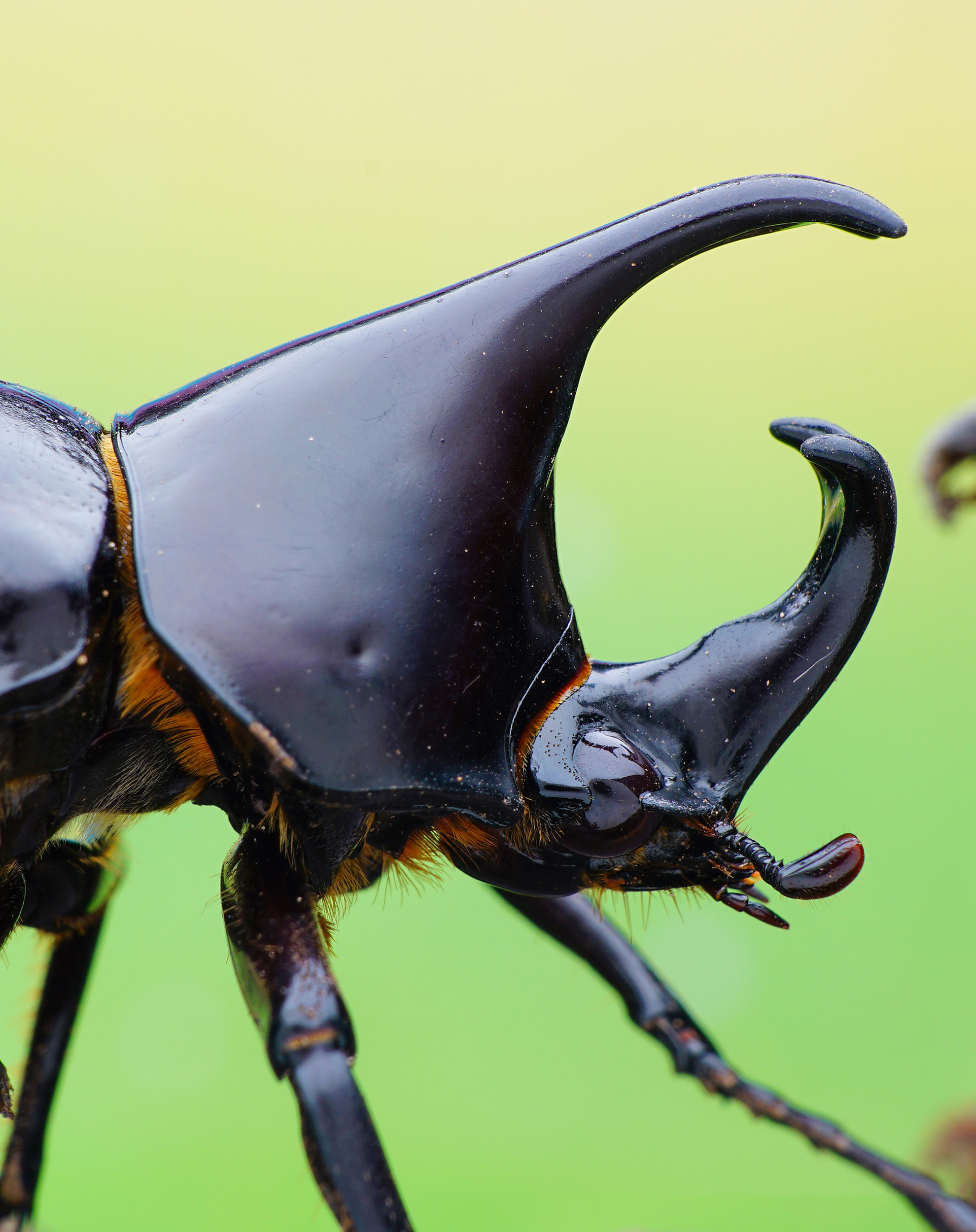 生态微距摄影一组帅气不常见的物种